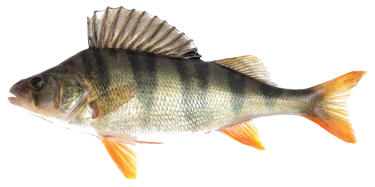 Perch Object Grayling Fishing Sweden - Book Expert Guide | Fishguide.com